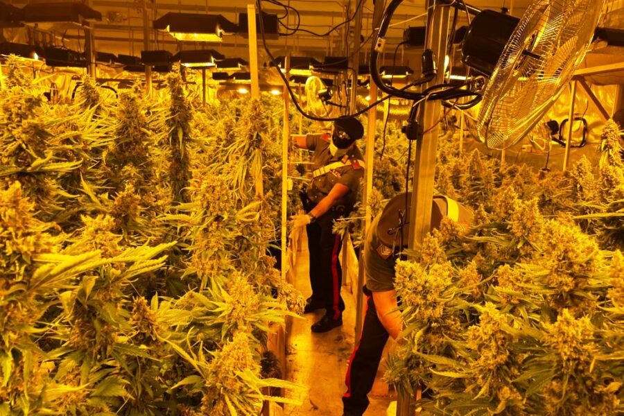 Una piantagione di cannabis nascosta nel capannone