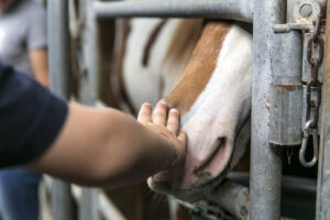 Bimbo cade da cavallo, batte la testa e viene colpito dallo zoccolo dell’animale: grave al Santobono