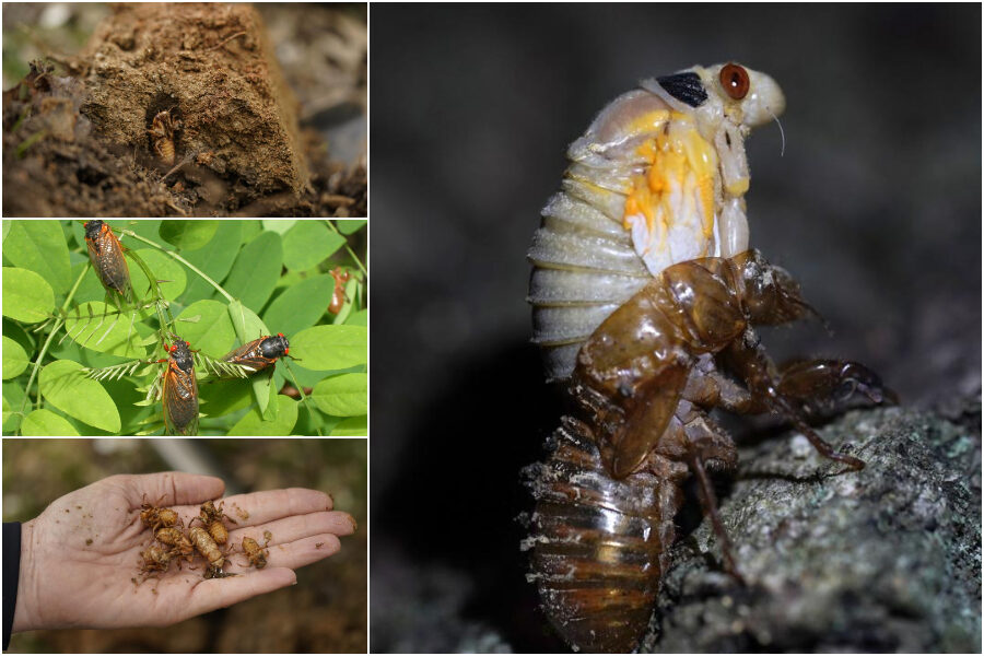 Miliardi di cicale pronte a riemergere, l’invasione degli insetti riemergono da sottoterra