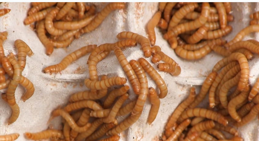 Cos’è la tarma della farina, primo insetto commercializzato come alimento in Europa