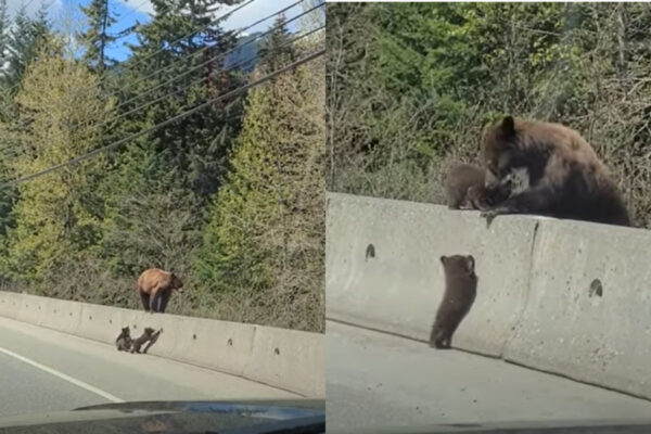 Mamma orso aiuta piccoli a scavalcare barriera in cemento