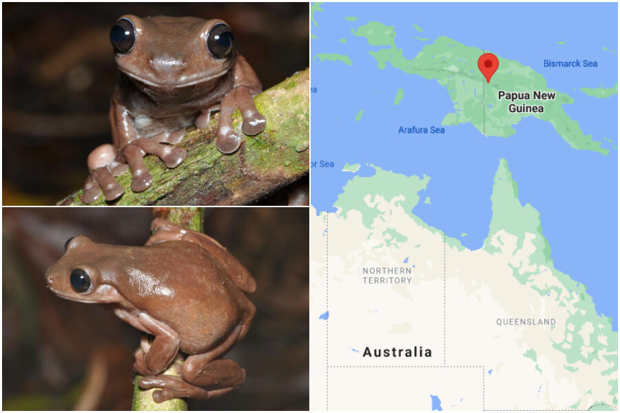 Scoperta una nuova specie di rane, sembra la cioccorana di Harry Potter