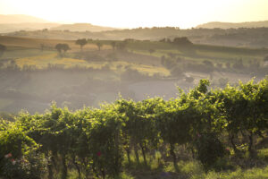 Benvenuti nelle Marche: regione all’avanguardia del green e del vino