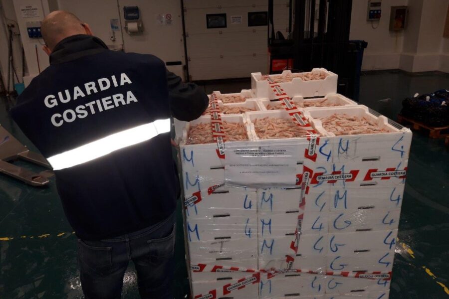 Pesce non tracciato a Roma: sequestrati 140 chili di polpo
