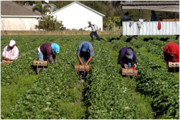 Ecco perché l’Italia ha bisogno di più immigrati: come uscire dalla crisi della manodopera Ecco perché l’Italia ha bisogno di più immigrati: come uscire dalla crisi della manodopera