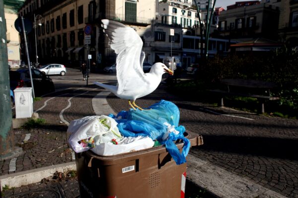 GABBIANI IN PIAZZA VITTORIA A NAPOLI GABBIANO
IMMONDIZIA SPAZZATURA