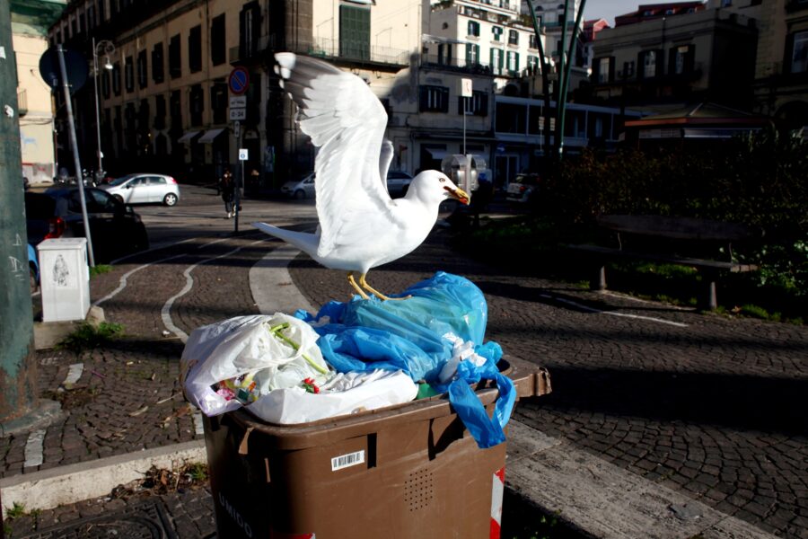 GABBIANI IN PIAZZA VITTORIA A NAPOLI GABBIANO
IMMONDIZIA SPAZZATURA