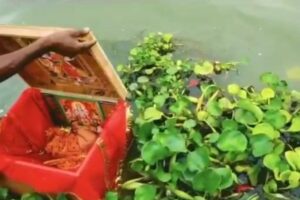 Neonata alla deriva in una scatola su un fiume, salvata da un barcaiolo