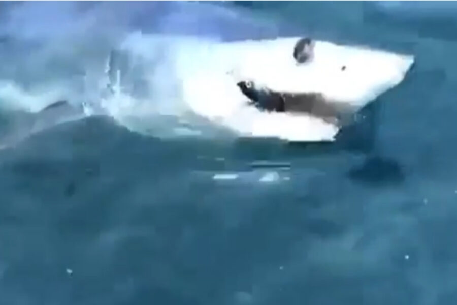 Allarme squali sul litorale romano, la Capitaneria di porto: “Fare attenzione”