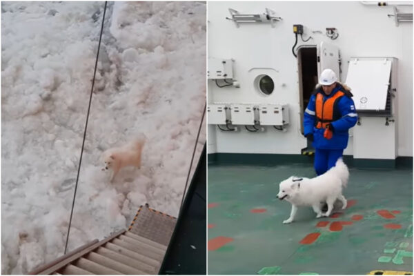 Salvato Aika, il cane che si era perso nel gelo dell’Artico