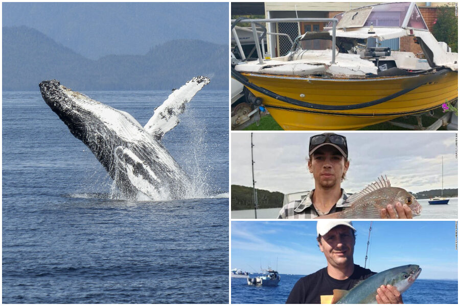 Balena salta sull’acqua e atterra su un peschereccio: è grave il giovane pescatore schiacciato dal cetaceo
