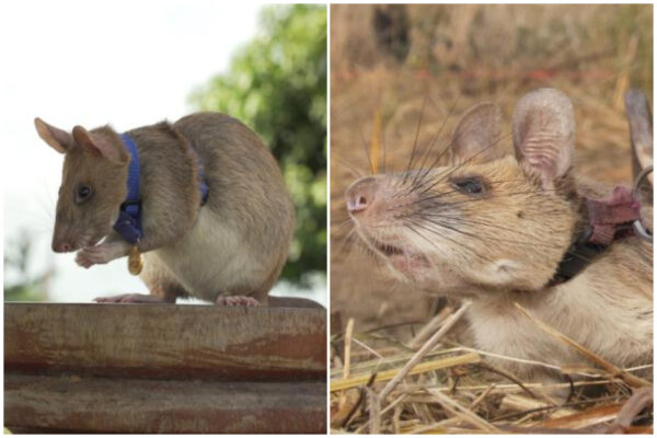 Va in pensione il topo eroe Magawa: ha salvato vite scovando mine antiuomo e ordigni inesplosi