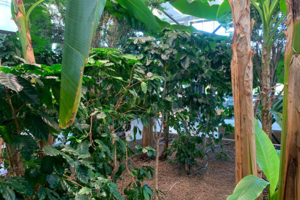 Dalla pianta alla tazzina, viaggio straordinario all’Accademia del Caffè Espresso