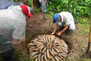 Legge sull’agricoltura biodinamica, i senatori votano senza sapere di cosa si tratta
