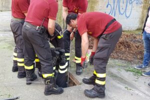 Precipita nel tombino: salvata dai vigili del fuoco e trasportata in ospedale