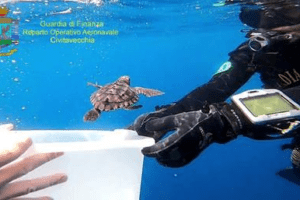 Dodici tartarughe marine della specie “Caretta Caretta” sono state rimesse in mare aperto, al largo delle Isole di Ventotene e Santo Stefano (Latina), 28 giugno 2021