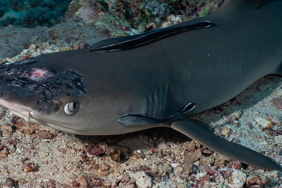 Foto:  Jason Isley/Scubazoo