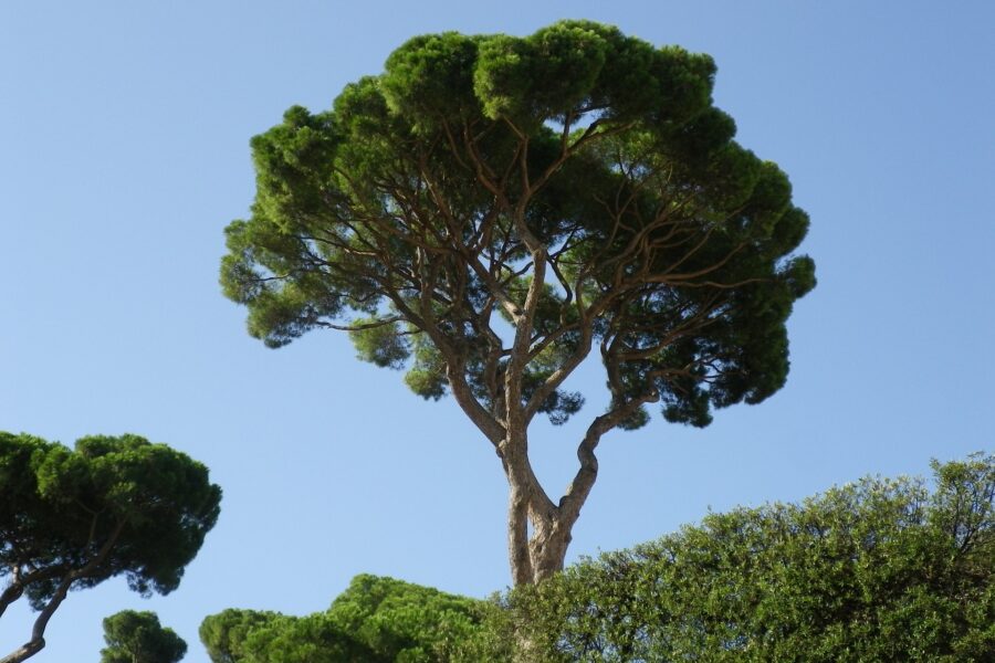 Lega, Santori: “A Roma sono i Vigili del Fuoco a occuparsi delle alberature”