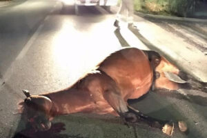 Si schianta con un cavallo: automobilista gravissimo, morto l’animale