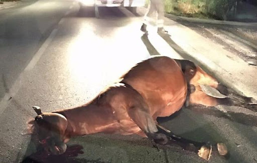 Si schianta con un cavallo: automobilista gravissimo, morto l’animale