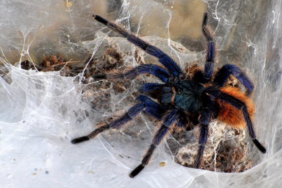 Ragno tropicale a spasso nel supermercato: salvato e portato al Bioparco