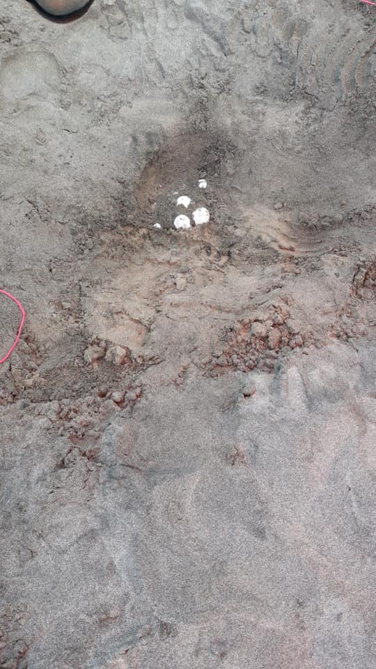 Nidi di tartarughe marine sulle spiagge laziali: quarto ritrovamento in due settimane