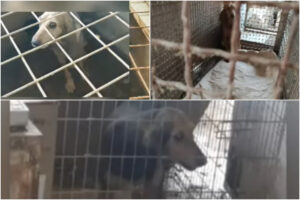 Nutriti con cibo scadente e rinchiusi in gabbie anguste: sequestrato allevamento lager con oltre 100 cani da caccia