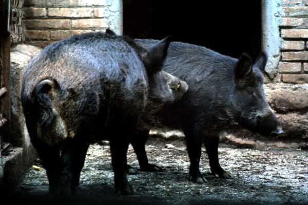 ANIMALI FAUNA CINGHIALE