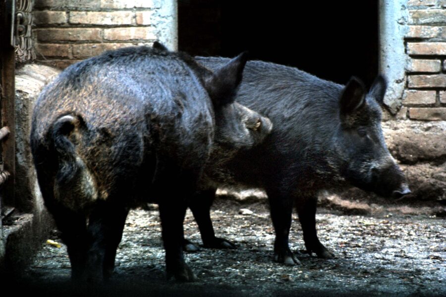 ANIMALI FAUNA CINGHIALE