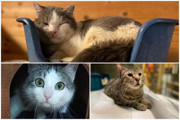 La Casetta dei Gatti: “Roma Capitale non eroga i fondi da mesi. Sosteneteci”