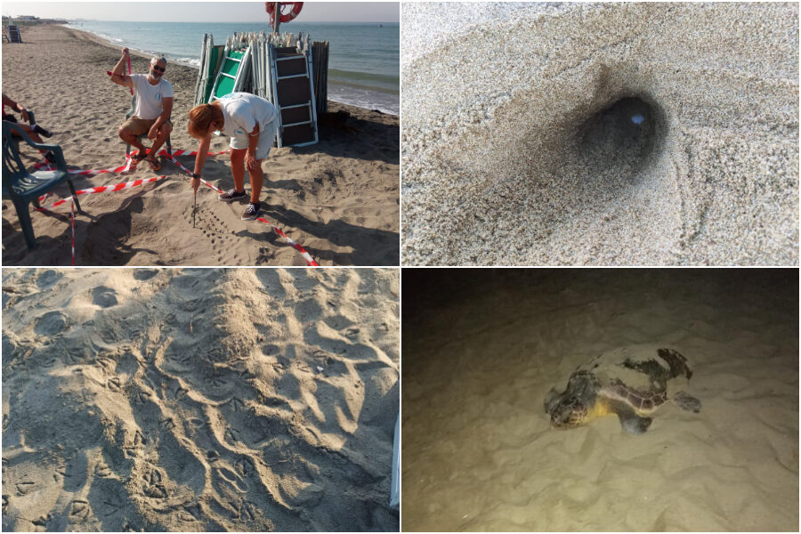 Campania terra di tartarughe, trovati 40 nidi di Caretta Caretta: “Bagnanti ora tocca a voi”