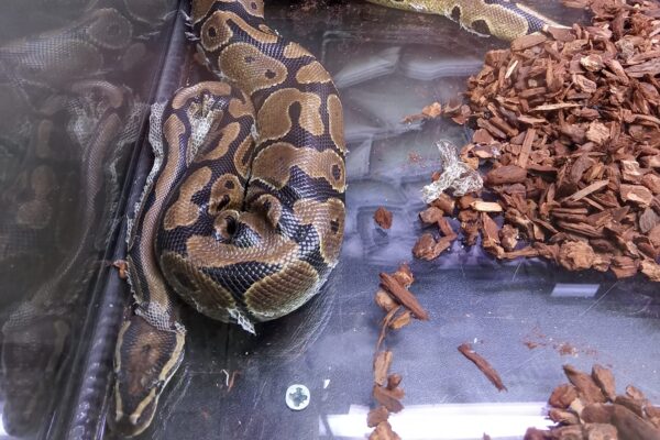 Paura a Tor Bella Monaca: pitone scappato dalla teca. L’appello della proprietaria sui social. “Aiutatemi a trovarlo” Paura a Tor Bella Monaca: pitone scappato dalla teca. L’appello della proprietaria sui social. “Aiutatemi a trovarlo”