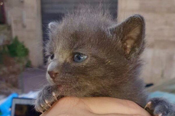 Gattini trovati sul ciglio della strada, scatta la gara di solidarietà per adottarli