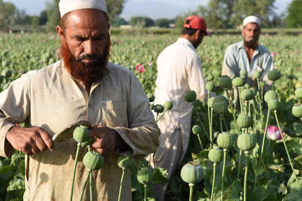 Afghanistan verso il crac: il Paese a un passo dal collasso rischia di tornare un narco-stato