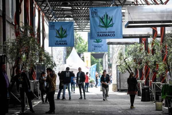 Cannabis in casa per uso personale, cosa prevede la legge che spacca la maggioranza