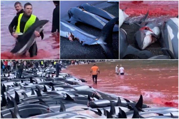 Massacro di delfini: 1500 esemplari trascinati a riva e sgozzati, la brutale tradizione locale