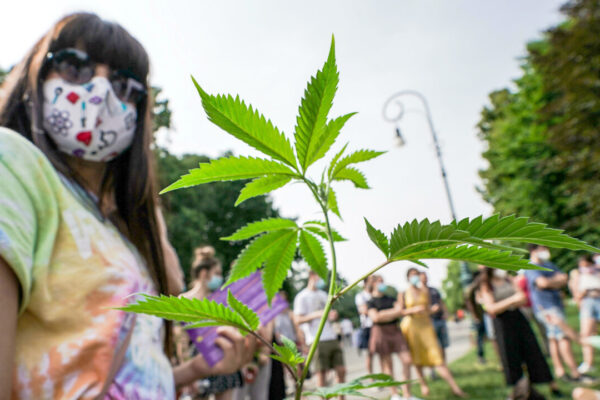 Referendum su depenalizzazione della cannabis, boom di firme: in 48 ore superate le 200 mila firme