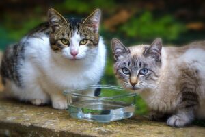 Il mistero dei gatti di Lesignano, scomparsi nel nulla 50 felini: “Segnalate i movimenti sospetti”