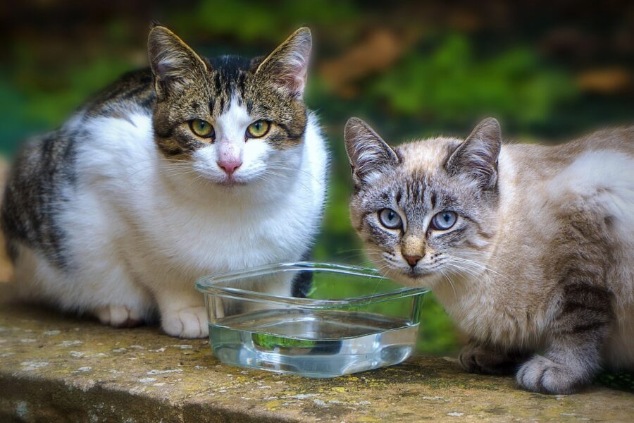 Il mistero dei gatti di Lesignano, scomparsi nel nulla 50 felini: “Segnalate i movimenti sospetti”