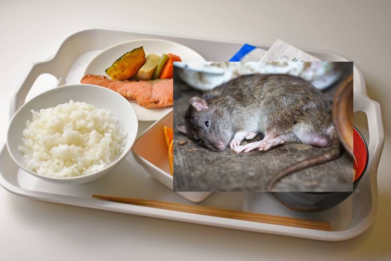 Topo morto sul vassoio del paziente, pranzo con sorpresa in ospedale