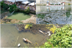 Moria di pesci nel Tevere, continua il giallo: Regione e Comune si rimbalzano responsabilità