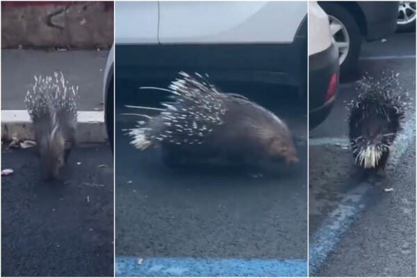 Istrice a passeggio nel traffico a Roma, catturato in un negozio dopo due ore d’inseguimento