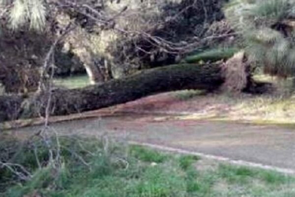 Muore colpito da un albero nel parco della Reggia, impatto fatale per un operaio 49enne Muore colpito da un albero nel parco della Reggia, impatto fatale per un operaio 49enne