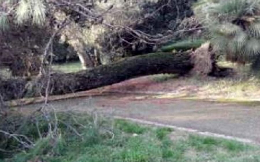 Muore colpito da un albero nel parco della Reggia, impatto fatale per un operaio 49enne