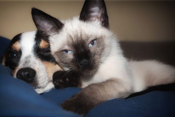 Cani e gatti per la prima volta ai colloqui in carcere: la misura apripista dopo la richiesta di un detenuto Cani e gatti per la prima volta ai colloqui in carcere: la misura apripista dopo la richiesta di un detenuto