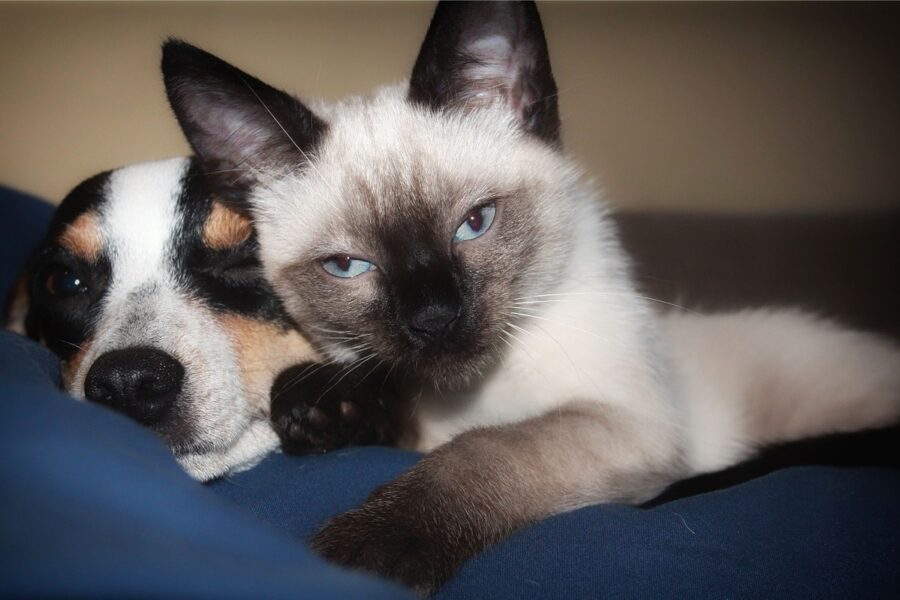Cani e gatti per la prima volta ai colloqui in carcere: la misura apripista dopo la richiesta di un detenuto