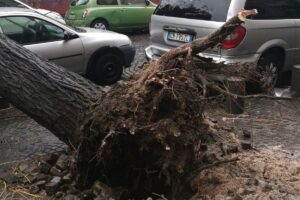 Miracolo a Napoli, albero crolla e abbatte auto in sosta: “Zona sempre affollata, tragedia sfiorata”