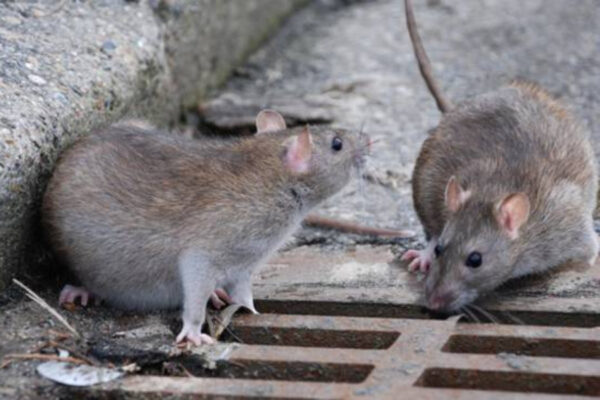 Roma a 56k, i topi rosicchiano la fibra e internet torna all’età della pietra