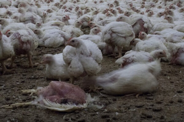 Aviaria a Roma, ‘zona rossa’ di 3 km per il focolaio: “Necessarie misure straordinarie”