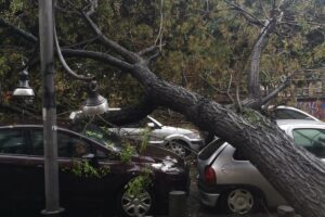 Miracolo a Napoli, albero crolla e abbatte auto in sosta: “Zona sempre affollata, tragedia sfiorata”